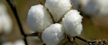 Cotton